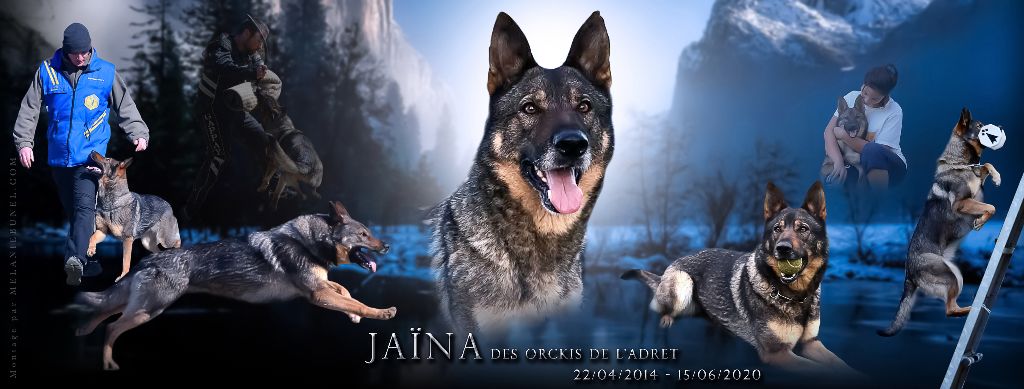 Jaina des orckis de l'adret