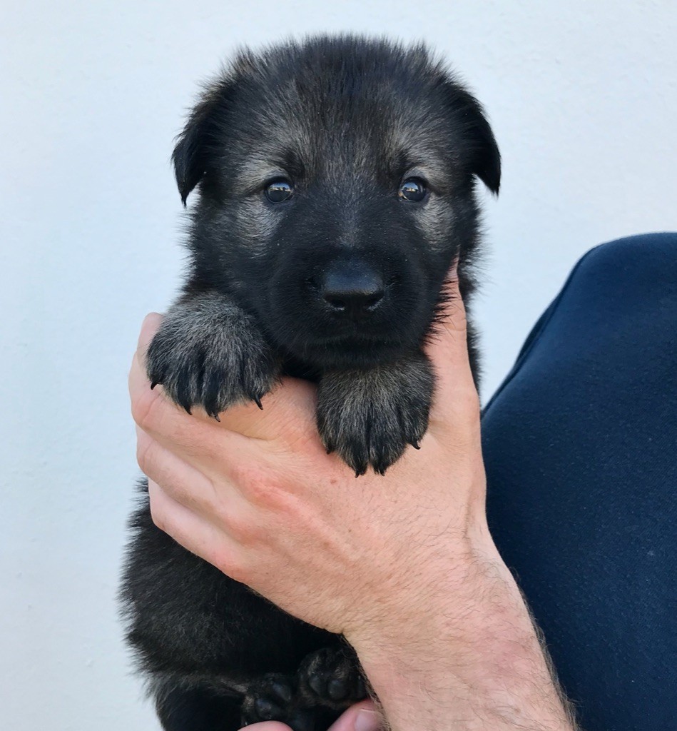 Des Légendes D'Armor'ic - Chiots disponibles - Berger Allemand